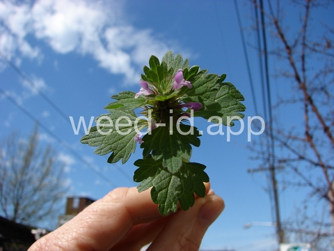 deadnettle, purple